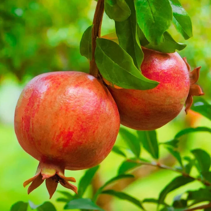 Orange Pomegranate Fruit Seeds for Planting – Heirloom Non-GMO, High Germination Organic Garden Seeds