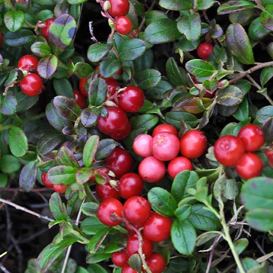 Cranberry Seeds (Vaccinium Macrocarpon) – Compact Bonsai Berry Plant for Indoor Growing