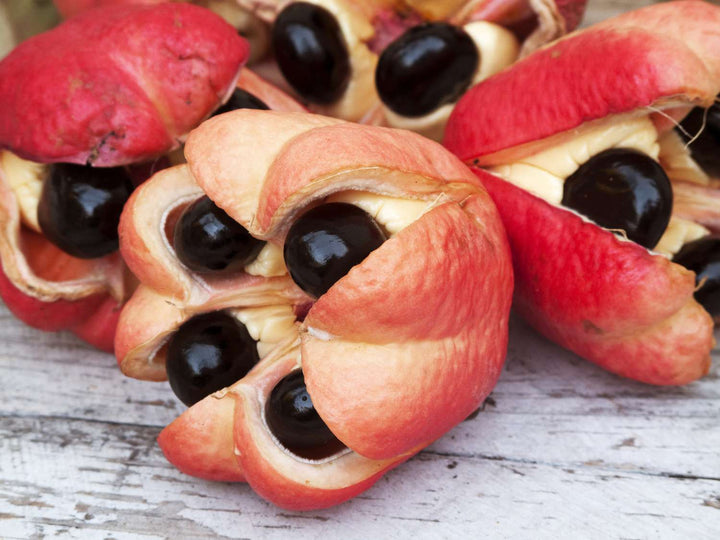 Ackee Fruit Seeds for Garden Planting – Heirloom Non-GMO High Germination Organic Garden Seeds