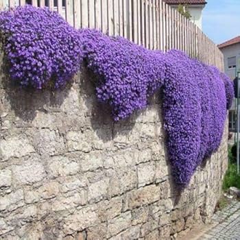 Rock Cress Flower Seeds for Planting - Snow Peak Variety, Heirloom, Non-GMO, High Germination Organic Garden Seeds