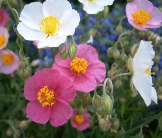 Mixed Helianthemum Rock Rose Flower Seeds for Planting – Heirloom Non-GMO, High Germination Organic Garden Seeds