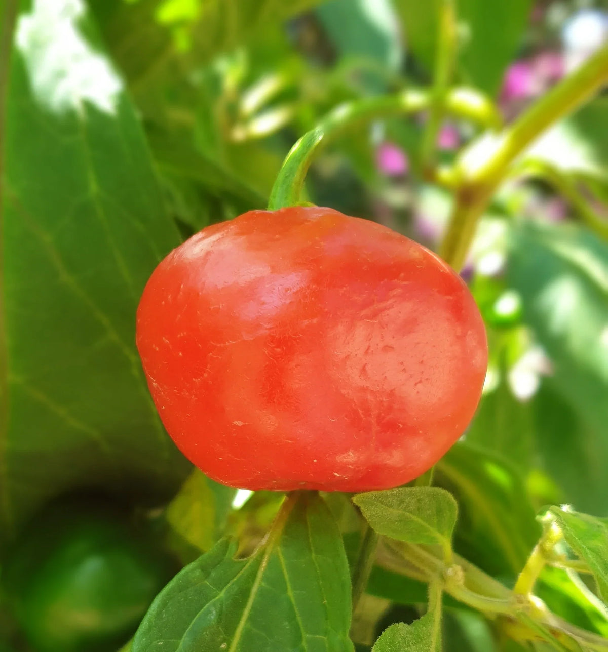 Vegetable Seeds,Garden seeds, Seeds For Planting,Plant Seeds