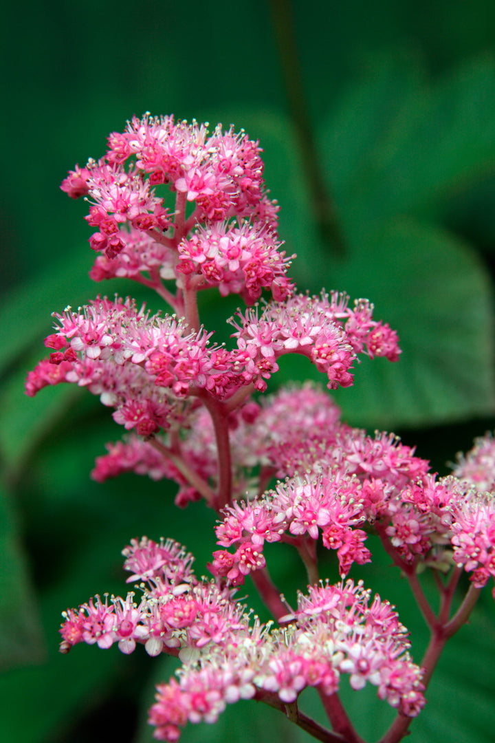 Rodgersia Flower Seeds for Planting – Heirloom Non-GMO Wildflower Mix, High Germination Organic Garden Seeds