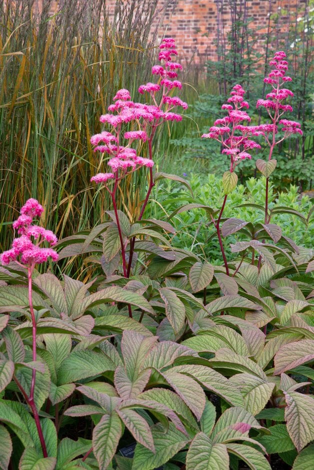 Rodgersia Flower Seeds for Planting – Heirloom Non-GMO Wildflower Mix, High Germination Organic Garden Seeds
