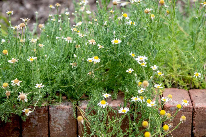 Wild Chamomile Seeds for Planting – Heirloom, Non-GMO Medicinal Herb for Tea & Relaxation Gardens
