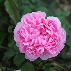 Pink Marigold Flower Seeds for Planting | Heirloom Non-GMO High Germination Organic Garden Seeds