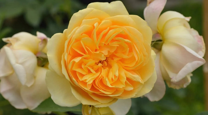 Yellow Double Petal English Rose Seeds for Planting – Heirloom, Non-GMO Organic Garden Seeds