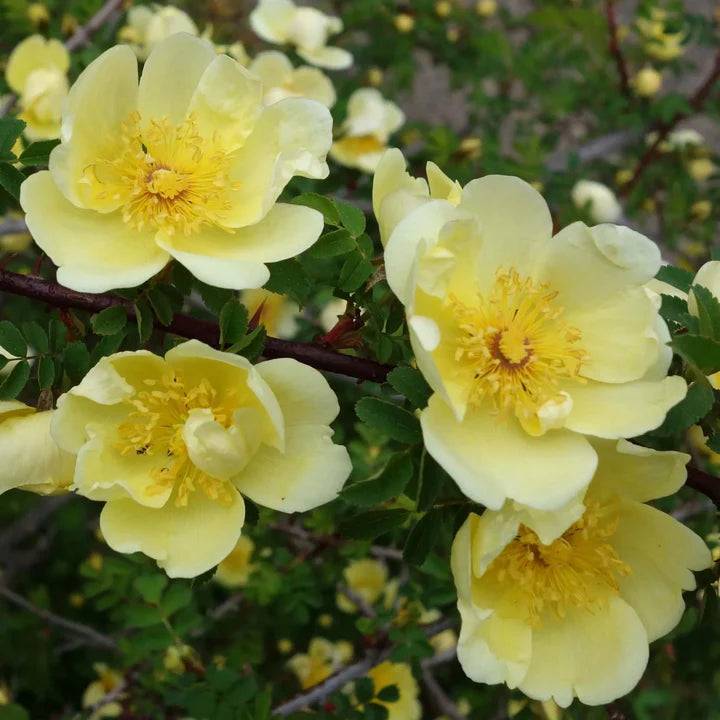 Yellow Hugo Rose Flower Seeds for Planting – Heirloom, Non-GMO, Vibrant Colors, High Germination