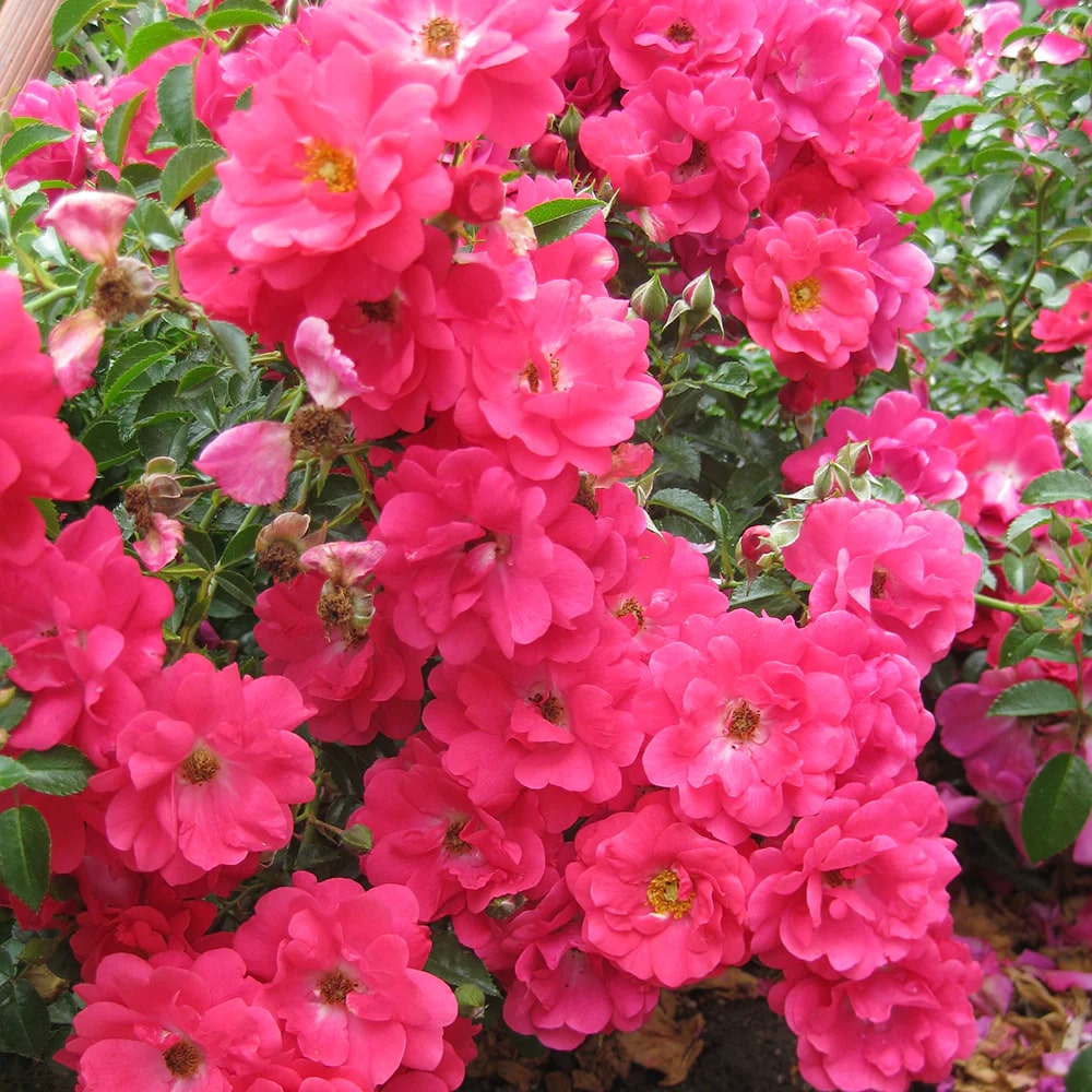 Supreme Rose Bush Flower Seeds for Planting – Cottage Garden Essential, Heirloom, Non-GMO, High Germination