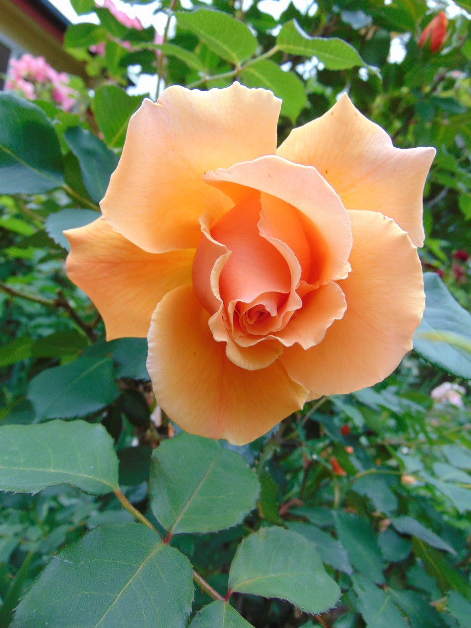 Orange Joey Hybrid Tea Rose Flower Seeds for Planting – Heirloom Non-GMO, High Germination Organic Garden Seeds