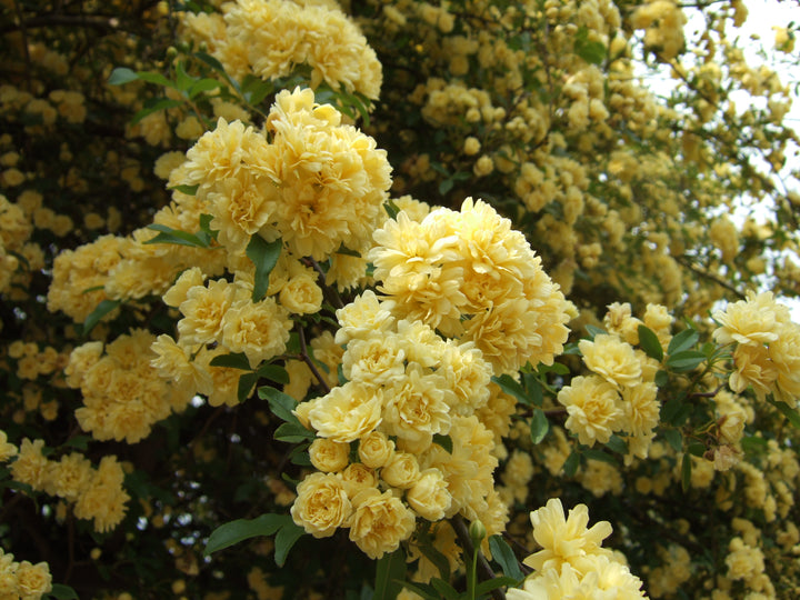 Rosa Banksia Flower Seeds for Planting – Heirloom Non-GMO, High Germination Organic Garden Seeds