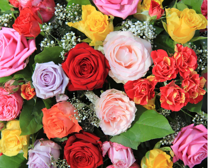Mixed Unique Rose Flower Seeds for Planting – Heirloom, Non-GMO, High Germination Organic Garden Seeds
