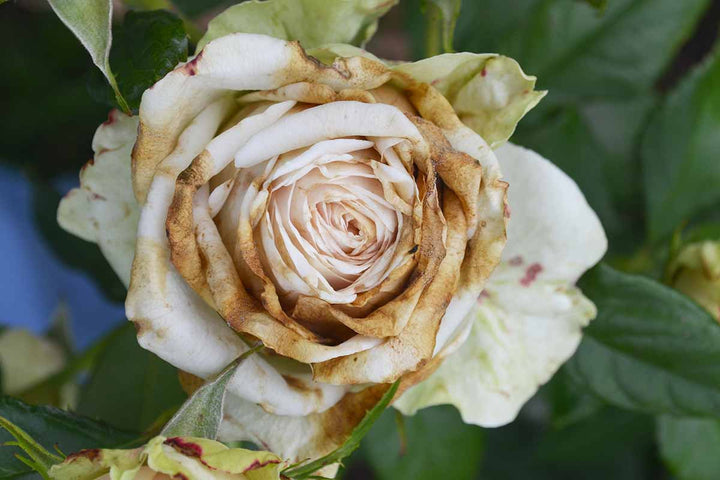 White Brown Rose Flower Seeds for Planting – Vibrant Colors, Heirloom, Non-GMO Seeds for Home Garden