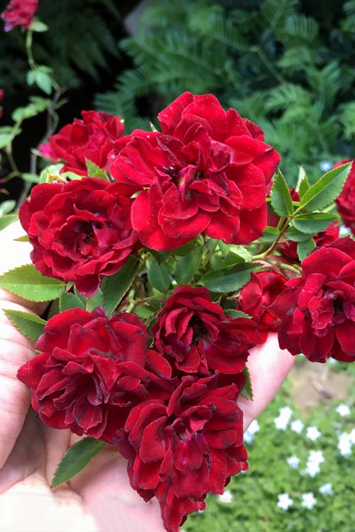 Red Cascade Flower Seeds for Planting – Heirloom, Non-GMO, Shade Tolerant, High Germination