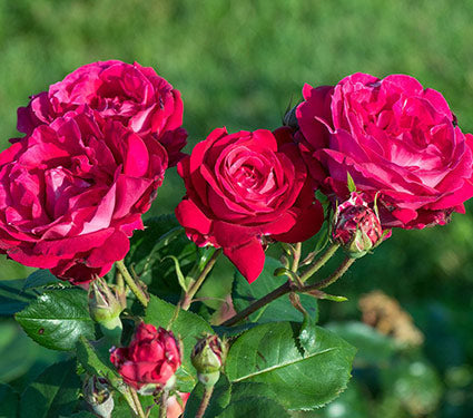Cream Red Spirit Rose Flower Seeds for Planting – Heirloom Non-GMO, High Germination Organic Garden Seeds
