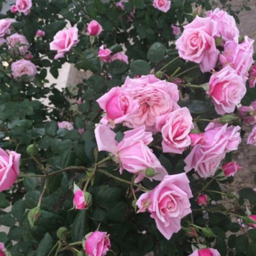 Light Pink Climbing Rose Flower Seeds for Planting – Heirloom Non-GMO, High Germination Organic Garden Seeds