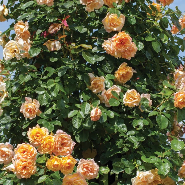 Orange Climbing Rose Flower seeds for Planting – Fragrant Blossoms, Heirloom, Non-GMO Seeds