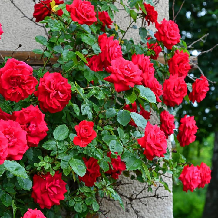 Pink Red Climbing Rose Flower Seeds for Planting – Heirloom, Non-GMO, Organic Garden Seeds, High Germination