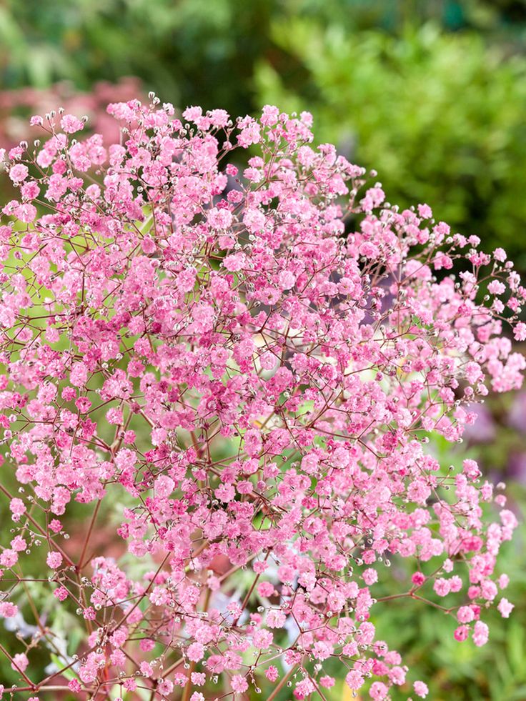 Rose Pink Gypsophila Paniculata Flower Seeds for Planting – Heirloom, Non-GMO, Drought Tolerant Organic Garden Seeds with High Germination