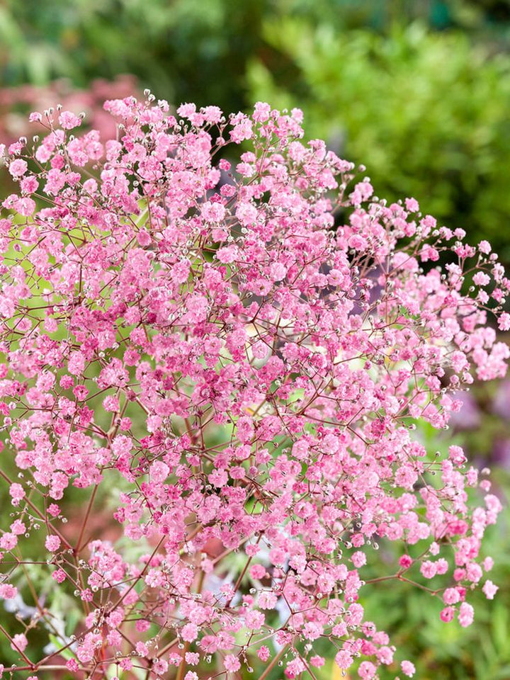 Rose Pink Gypsophila Paniculata Flower Seeds for Planting – Heirloom, Non-GMO, Drought Tolerant Organic Garden Seeds with High Germination