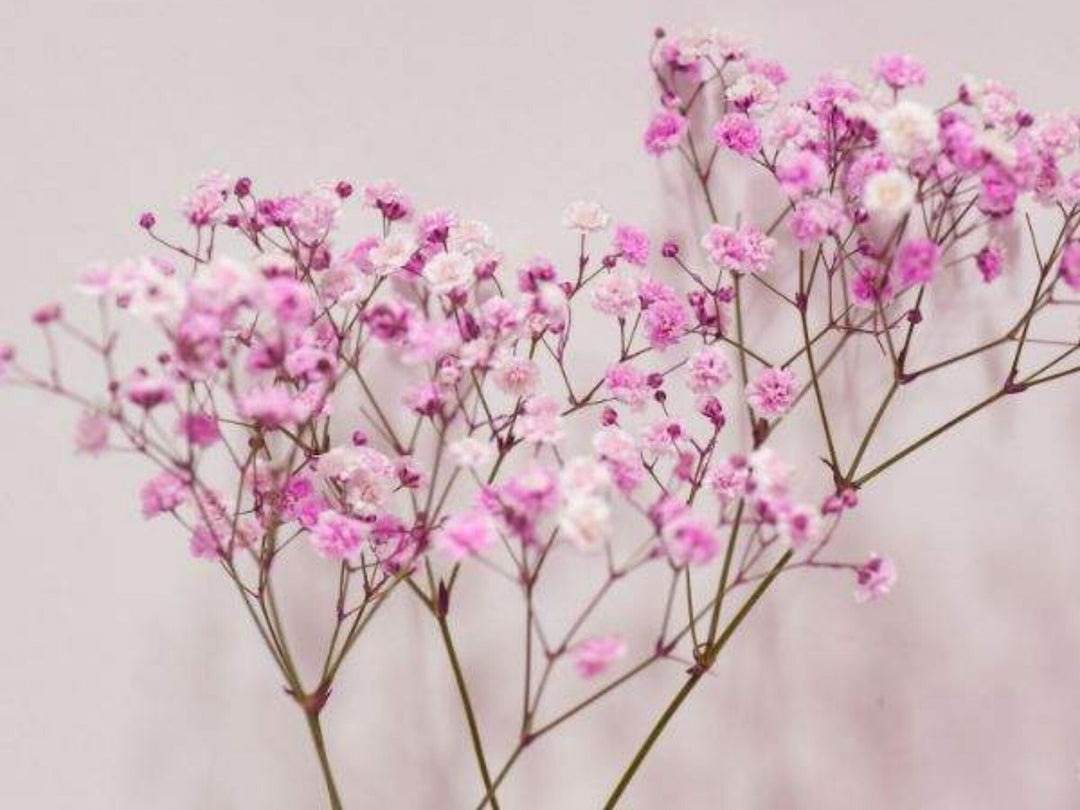 Rose Pink Gypsophila Paniculata Flower Seeds for Planting – Heirloom, Non-GMO, Drought Tolerant Organic Garden Seeds with High Germination