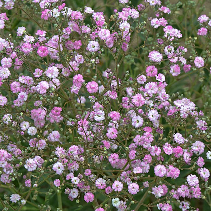 Rose Pink Gypsophila Paniculata Flower Seeds for Planting – Heirloom, Non-GMO, Drought Tolerant Organic Garden Seeds with High Germination