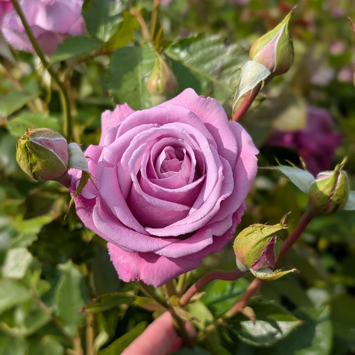 Lavender Climbing Rose Flower Seeds for Planting – Long Bloom Season, Heirloom, Non-GMO, High Germination Organic Garden Seeds