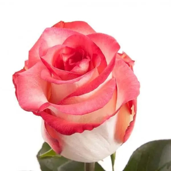 Red Holland Rose Flower Seeds for Planting – Heirloom, Non-GMO, High Germination, Easy to Grow