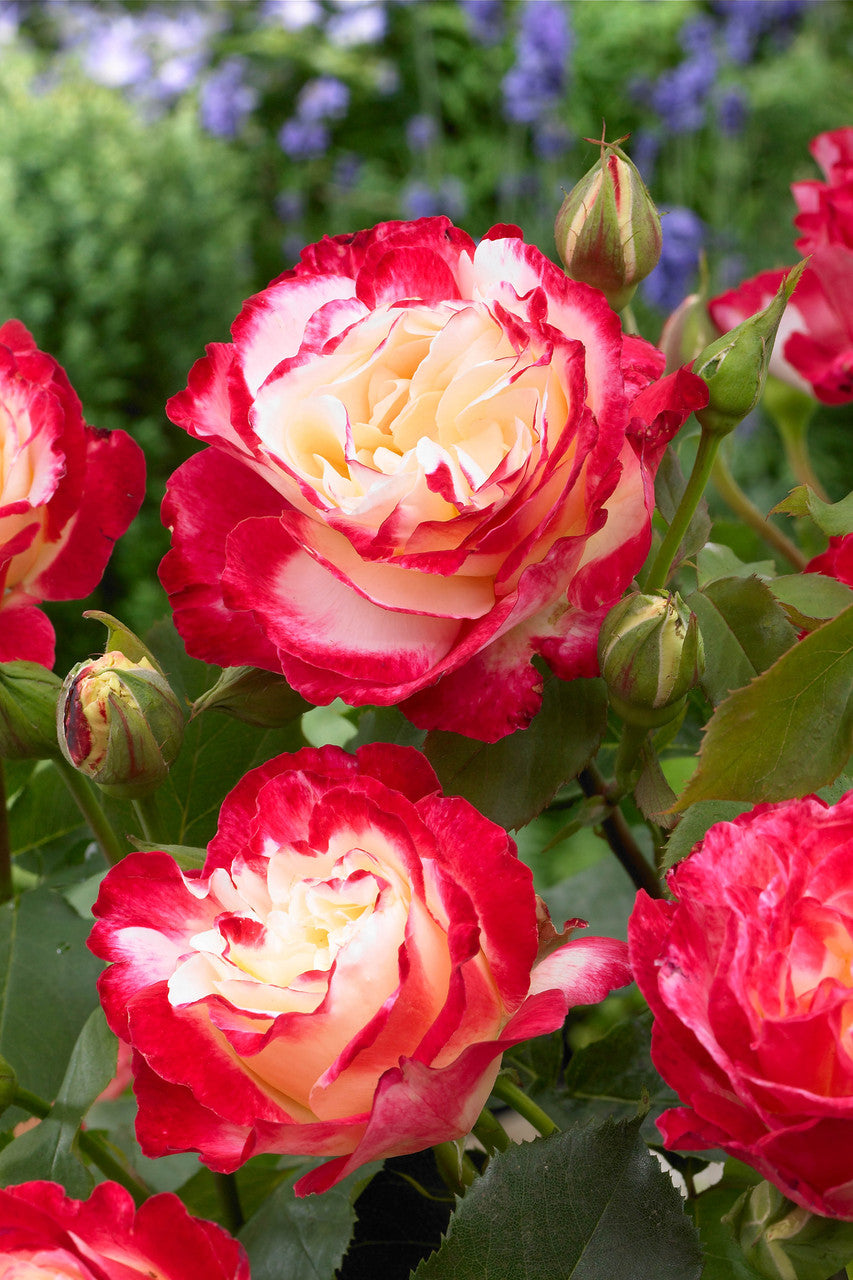 Double Delight Hybrid Tea Rose Flower Seeds for Planting – Heirloom, Non-GMO, High Germination