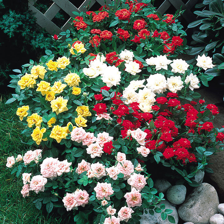 Mixed Miniature Rose Flower Seeds for Planting – Heirloom Non-GMO, High Germination Organic Garden Seeds