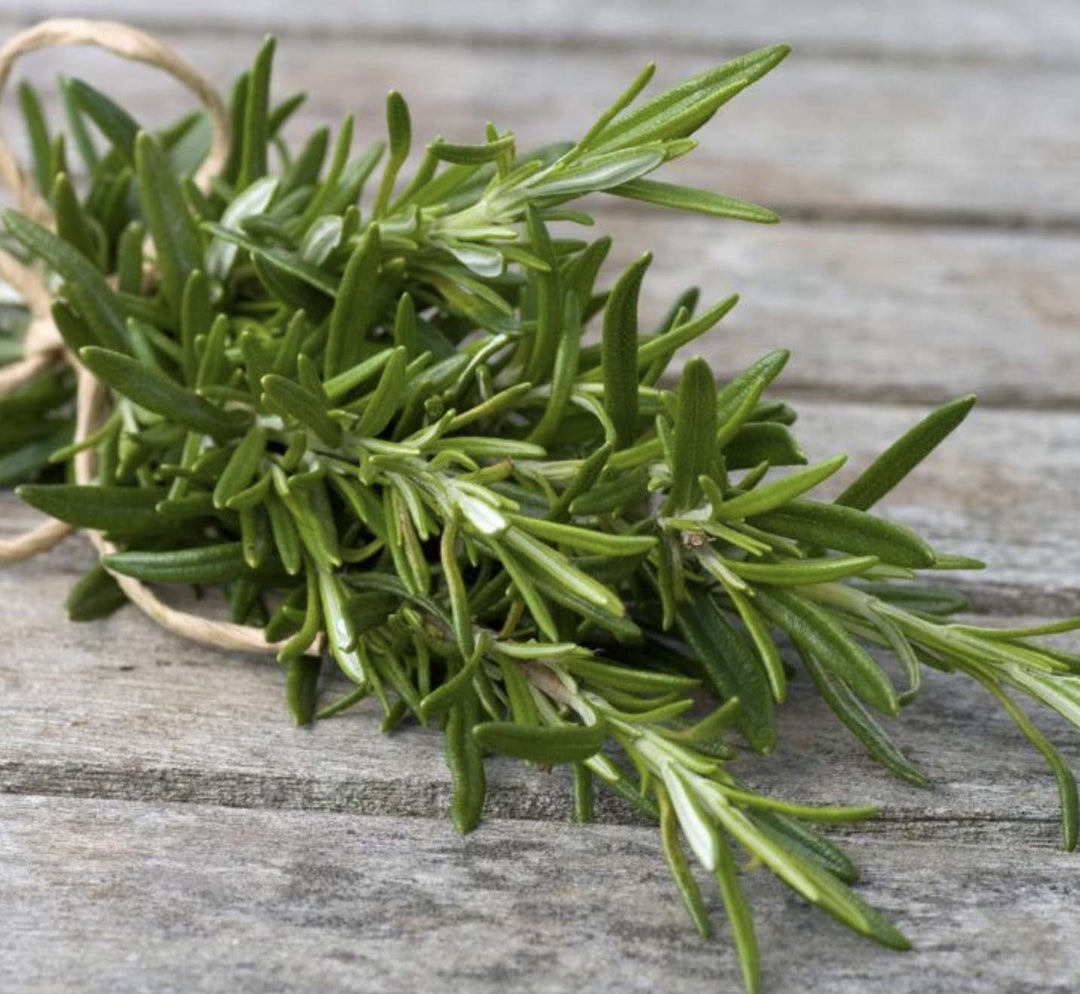 Golden Rain Rosemary Herb Seeds for Planting – Heirloom, Non-GMO, High Germination Organic Garden Seeds for Indoors & Outdoors