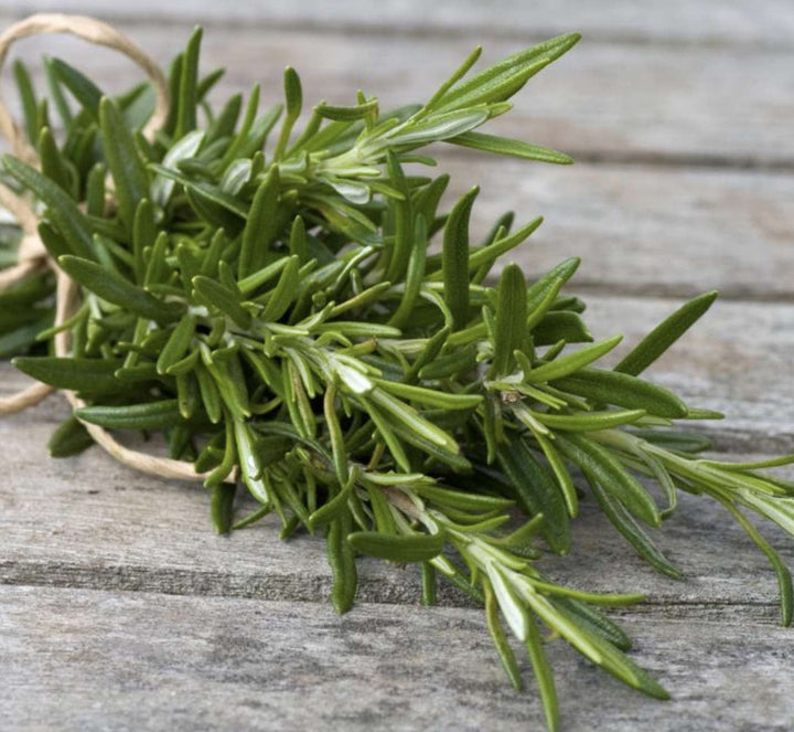 Golden Rain Rosemary Herb Seeds for Planting – Heirloom, Non-GMO, High Germination Organic Garden Seeds for Indoors & Outdoors