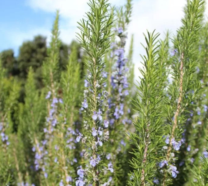 Tuscan Blue Rosemary Herb Seeds – Heirloom, Non-GMO, High Germination Organic Garden Seeds for Planting