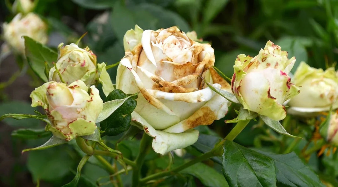 White Brown Rose Flower Seeds for Planting – Vibrant Colors, Heirloom, Non-GMO Seeds for Home Garden