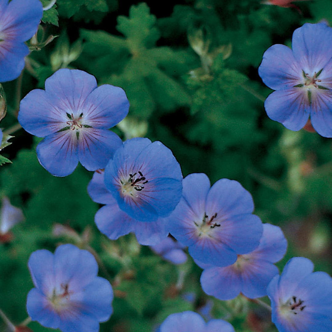Geranium Perennial Flower Seeds for Planting Deep Blue – Sun Loving, Heirloom, Non-GMO, High Germination Organic Garden Seeds