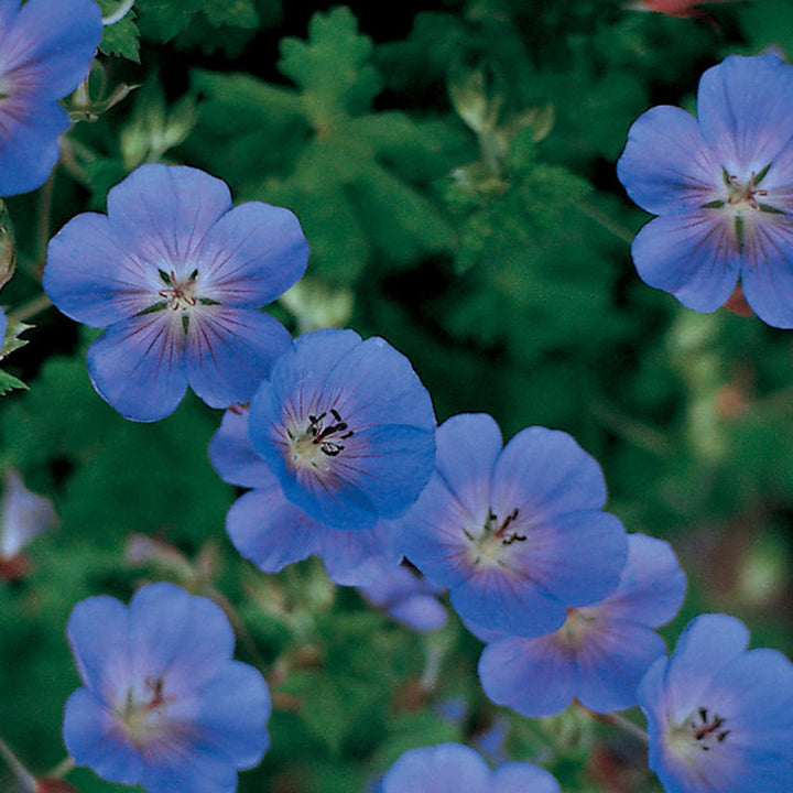 Geranium Perennial Flower Seeds for Planting Deep Blue – Sun Loving, Heirloom, Non-GMO, High Germination Organic Garden Seeds