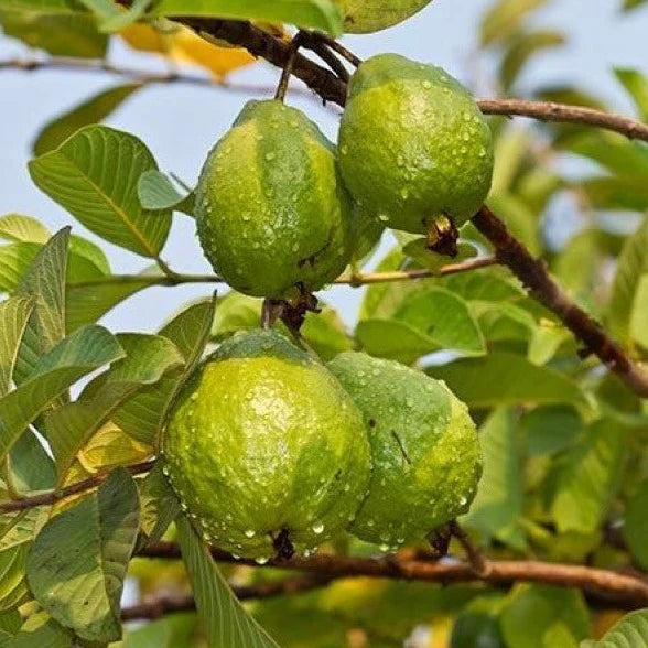 Ruby Supreme Guava Fruit Seeds for Planting – Heirloom, Non-GMO Sweet Tropical Garden Tree Seeds