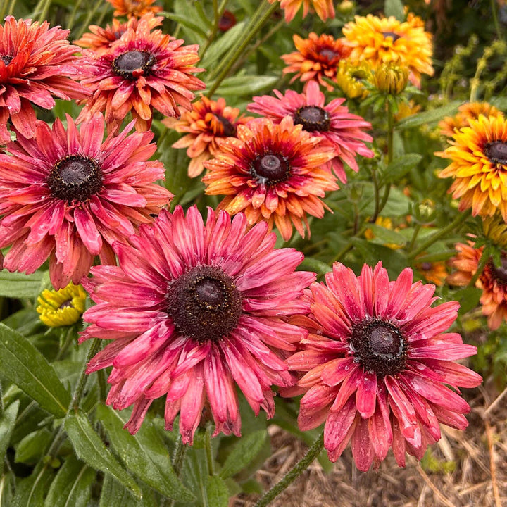 Rudbeckia Sahara Flower Seeds for Planting – Heirloom Non-GMO, High Germination Organic Garden Seeds