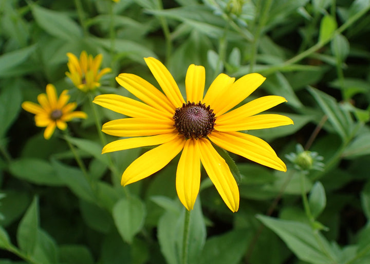 Flower Seeds, Seeds,Seeds For Planting,Plant Seeds