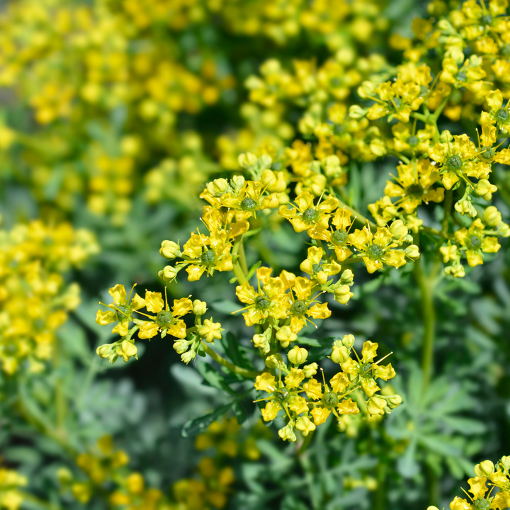 Flower Seeds, Seeds,Seeds For Planting,Plant Seeds