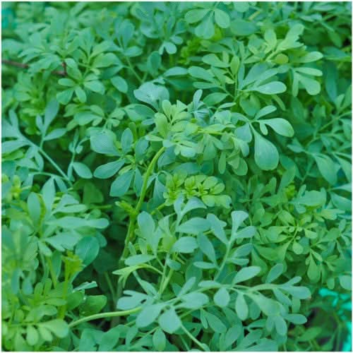 Ruta Graveolens Herb Seeds for Planting – Heirloom, Non-GMO, Organic Garden Seeds with High Germination