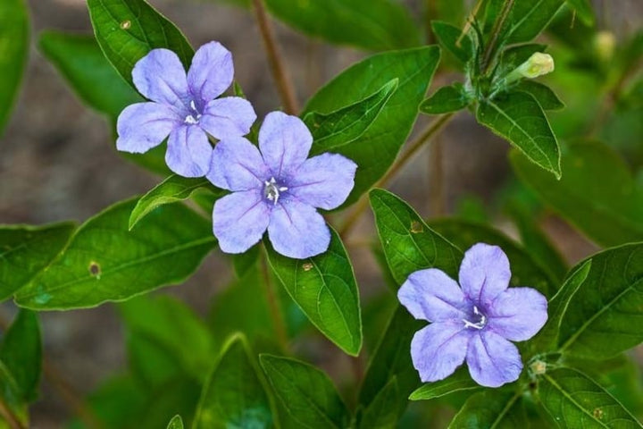 Ruellia Humillis Flower Seeds for Planting – Heirloom, Non-GMO Seeds for Home Garden, High Germination