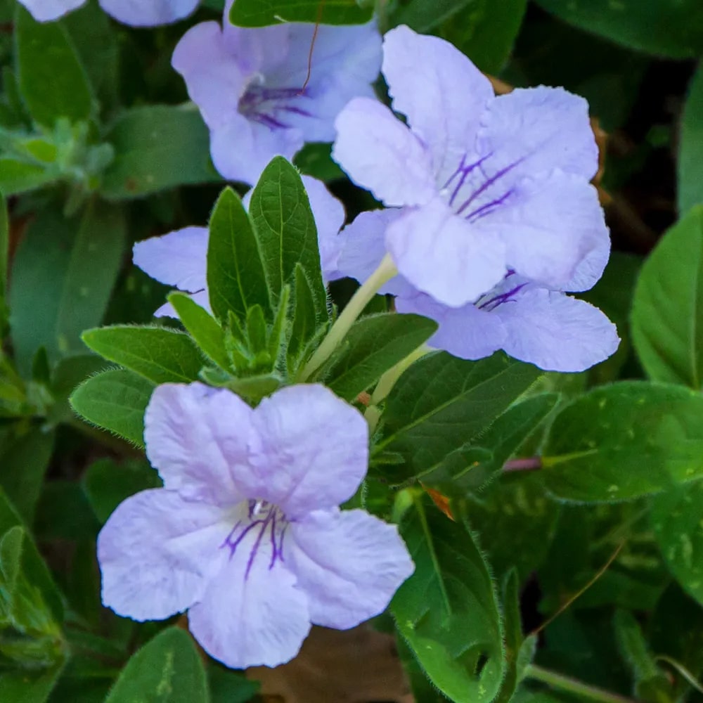Ruellia Humillis Flower Seeds for Planting – Heirloom, Non-GMO Seeds for Home Garden, High Germination