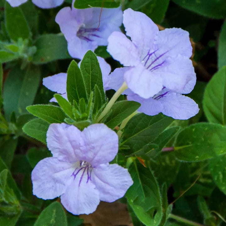 Ruellia Humillis Flower Seeds for Planting – Heirloom, Non-GMO Seeds for Home Garden, High Germination