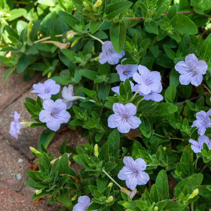 Ruellia Humillis Flower Seeds for Planting – Heirloom, Non-GMO Seeds for Home Garden, High Germination