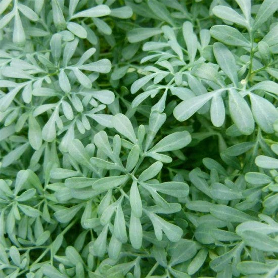 Ruta Graveolens Herb Seeds for Planting – Heirloom, Non-GMO, Organic Garden Seeds with High Germination