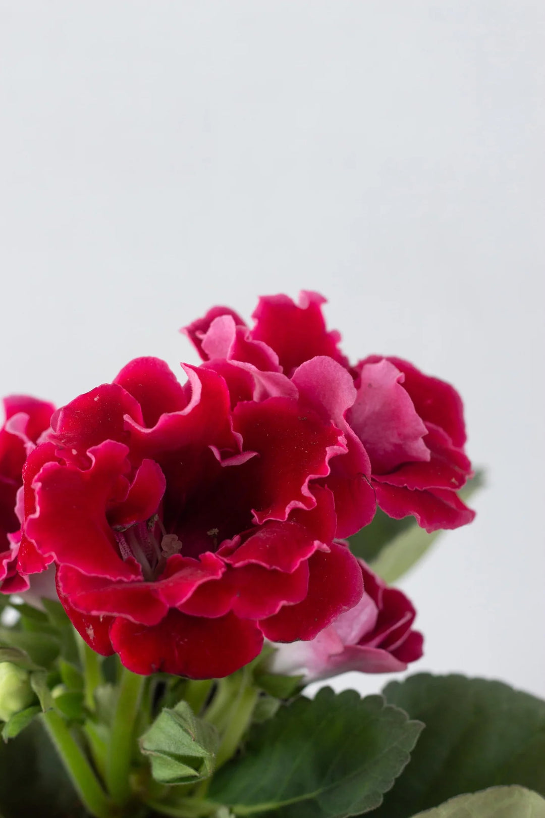 Pink Red Gloxinia Flower Seeds for Planting – Heirloom, Non-GMO, High Germination Organic Garden Seeds