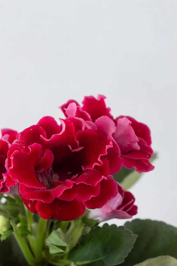 Pink Red Gloxinia Flower Seeds for Planting – Heirloom, Non-GMO, High Germination Organic Garden Seeds