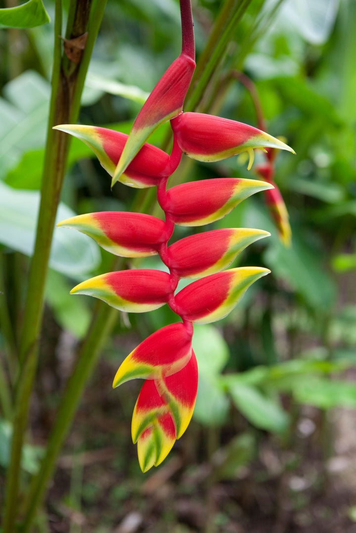 Flower Seeds, Seeds,Seeds For Planting,Plant Seeds