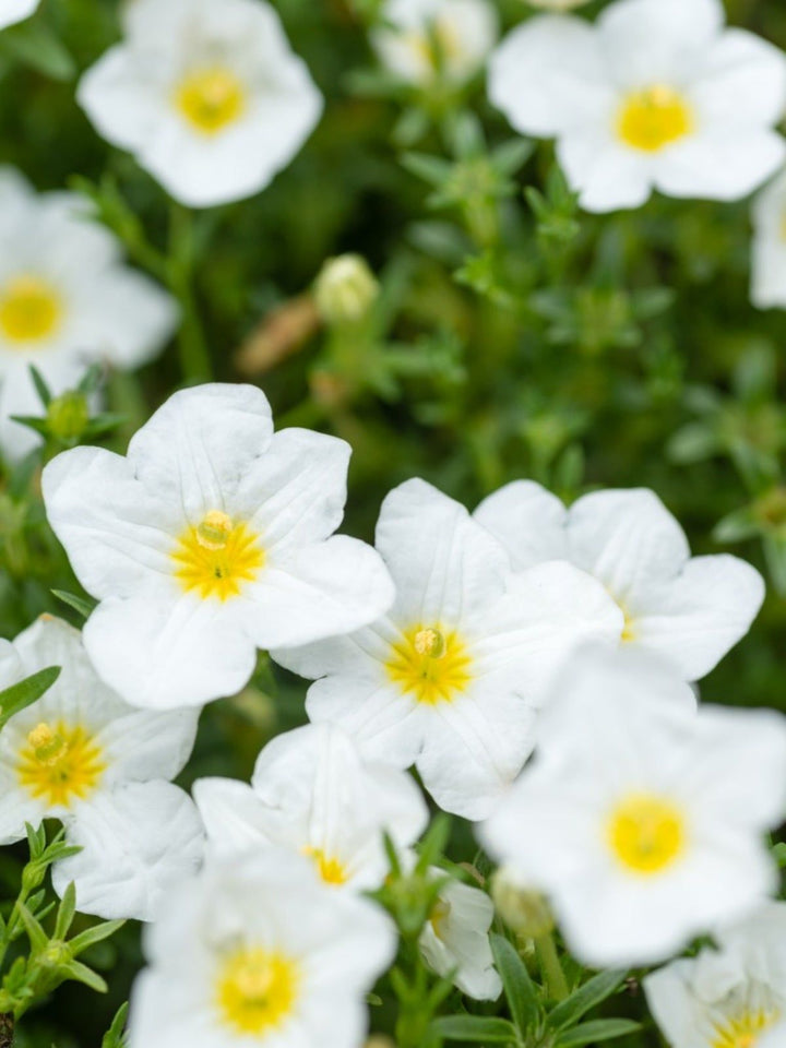 Nierembergia Flower Seeds for Planting – Wildflower Mix | Heirloom, Non-GMO, High Germination